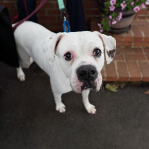 Brunswick - IN FOSTER, Senior Male unknown