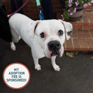 Brunswick - IN FOSTER, Senior Male unknown