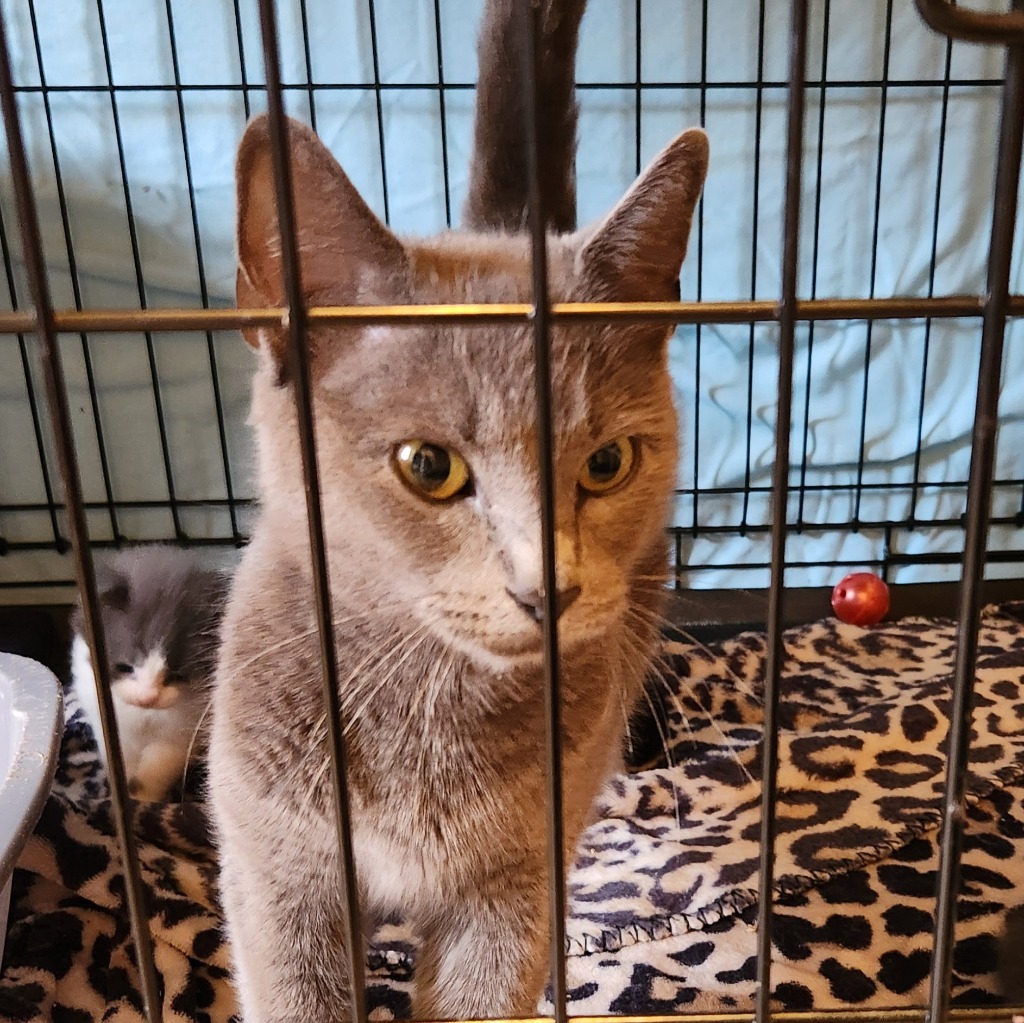 Ella
