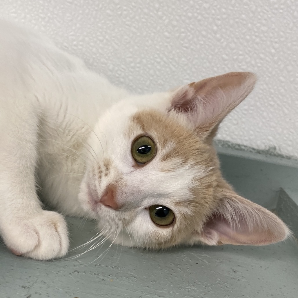 Rose, an adoptable American Shorthair in Mount Shasta, CA, 96067 | Photo Image 1