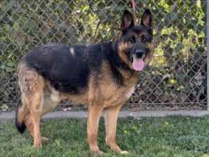 ZEUS German Shepherd Dog Dog