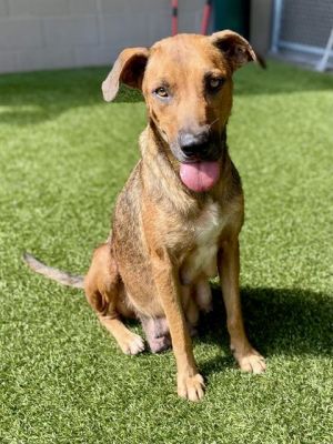 BETH, Adult Female Black Mouth Cur