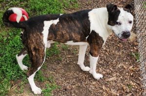DOC HUDSON, Young Male Pit Bull Terrier