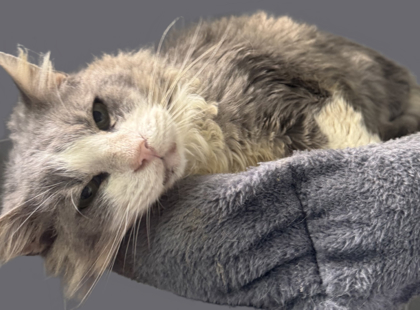 Franklin thumbnail 2