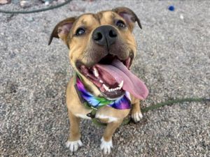 SAMMY, Adult Male Pit Bull Terrier
