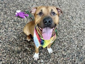 CHARM, Young Male Pit Bull Terrier