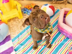 NASCAR, Young Male Staffordshire Bull Terrier