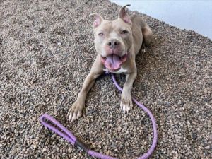ALLEGRA, Young Female Pit Bull Terrier