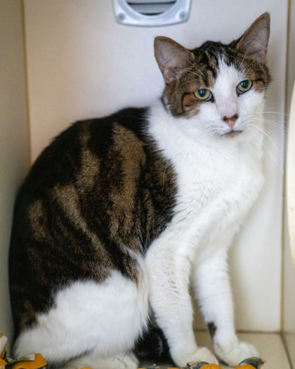 Sweetheart, an adoptable Domestic Short Hair in Pequot Lakes, MN, 56472 | Photo Image 1