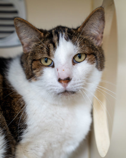 Sweetheart, an adoptable Domestic Short Hair in Pequot Lakes, MN, 56472 | Photo Image 1