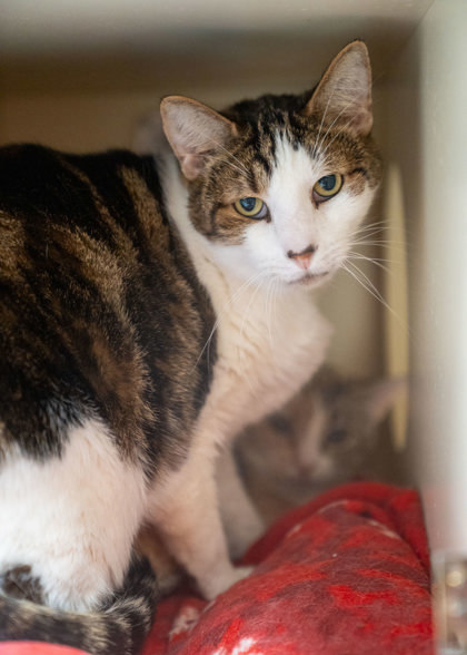 Sweetheart, an adoptable Domestic Short Hair in Pequot Lakes, MN, 56472 | Photo Image 2