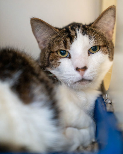 Sweetheart, an adoptable Domestic Short Hair in Pequot Lakes, MN, 56472 | Photo Image 3
