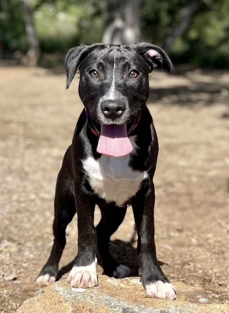Sequoia