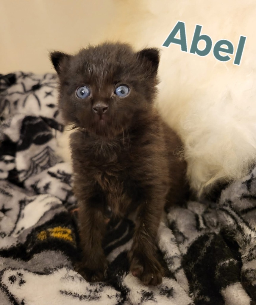 ABEL Kitten