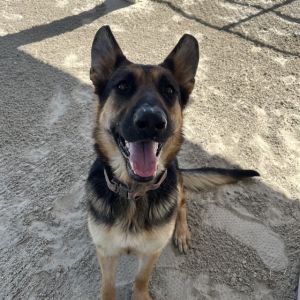 WENDY, Young Female German Shepherd Dog