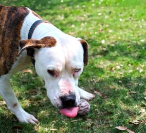 LITTLE BUDDY, Young Male Pit Bull Terrier