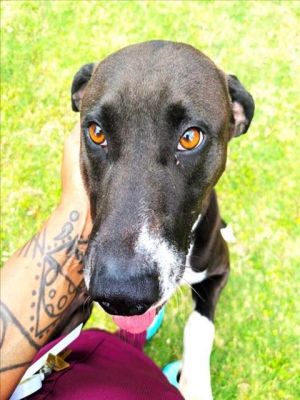 JELLY BEAN, Young Male Labrador Retriever