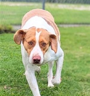 DAISY, Adult Female Labrador Retriever