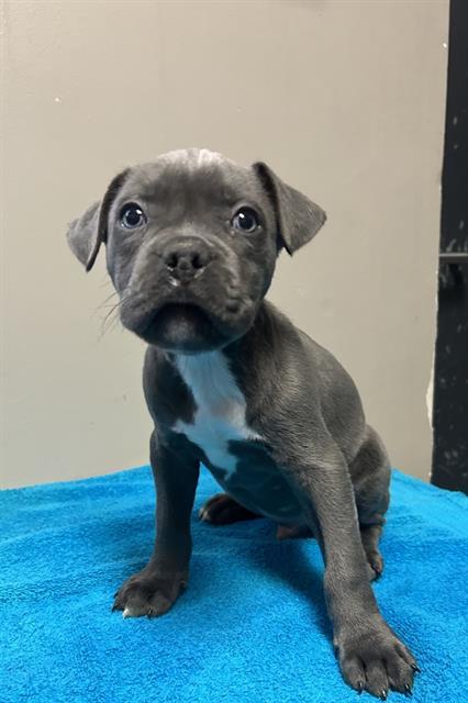 CHURRO- IN FOSTER
