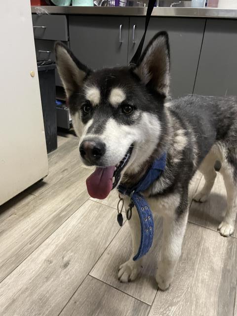 DIEGO