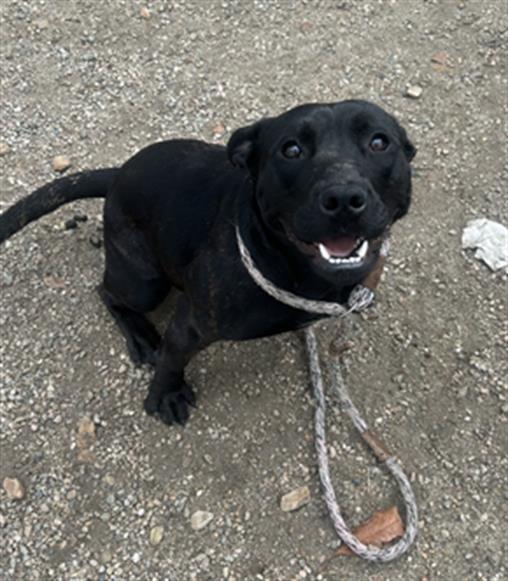 SHADOW- IN FOSTER