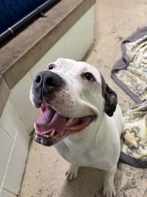 CHANCE, Adult Male Pit Bull Terrier
