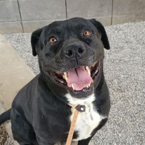NELLY*, Adult Female Rottweiler