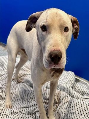 MYSTIC*, Young Male Pit Bull Terrier
