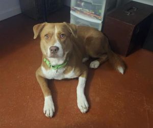 STELLA, Adult Female Pit Bull Terrier