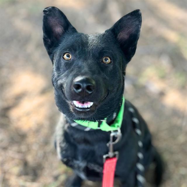 HOLLY, an adoptable Schipperke, Australian Terrier in Tucson, AZ, 85745 | Photo Image 1