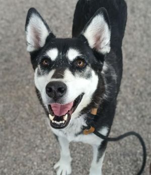 HUNTER*, Adult Male German Shepherd Dog