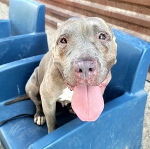 CAMBRIDGE*, Adult Female Pit Bull Terrier