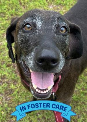 Hi there Im Kammi Im a sweet old girl full grown at 67 pounds I was brought to the shelter