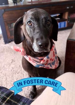 Hi there Im Kammi Im a sweet old girl full grown at 67 pounds I was brought to the shelter