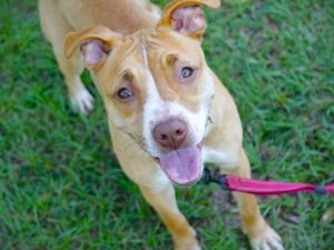 NUTMEG American Staffordshire Terrier Dog