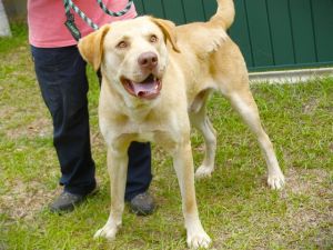 ANAKIN Labrador Retriever Dog