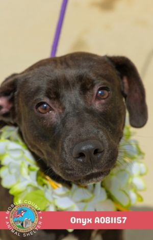 ONYX, Young Female Plott Hound
