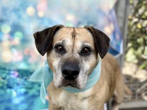 HUGO, Senior Male Beagle