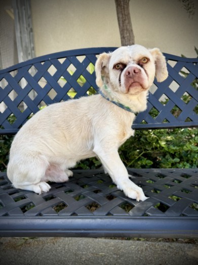 BUSTER