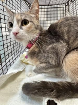 GIGI Domestic Short Hair Cat