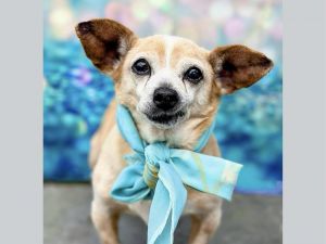 CHISPITA Chihuahua Dog