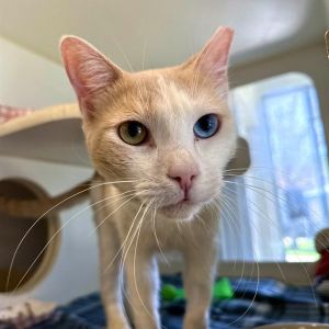 I WAS FOUND AT 3600 BLK OF HACKETT LB CA 90808 IN LONG BEACHMy adoption evalua