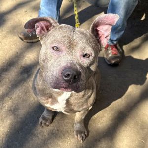 SUSY Q Pit Bull Terrier Dog
