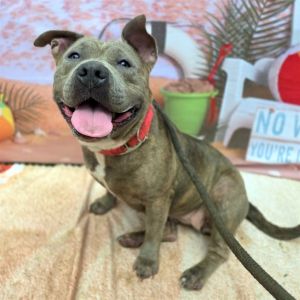 I WAS FOUND AT 4200 BLK E 10TH ST LONG BEACH CA 90804 IN LONG BEACHMy adoptio