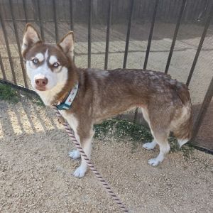 I WAS FOUND AT 2300 BLK EASY AVE LONG BEACH CA 90810 IN LONG BEACHMy adoption evaluation date is 0