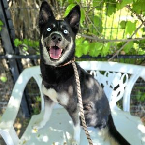 MIA Husky Dog