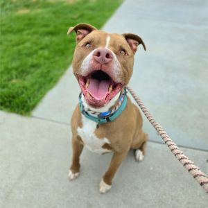 I WAS FOUND AT 2100 BLK PALO VERDE AVE LB 90815 IN LONG BEACHMy adoption evaluation date is 0512