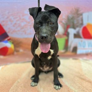 I WAS FOUND AT 1500 BLK LINDEN AVE LONG BEACH CA 90813 IN LONG BEACHMy adoption evaluation date i