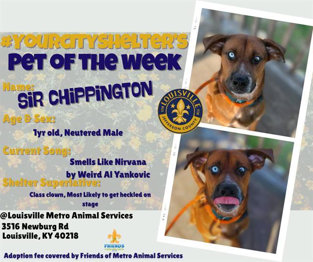 SIR CHIPPINGTON