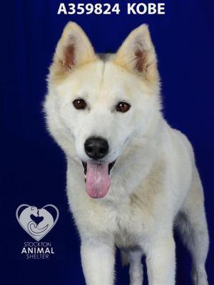 KOBE, Young Male Siberian Husky